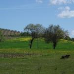 Toscana 2008 - Abbazzia di St Antimo